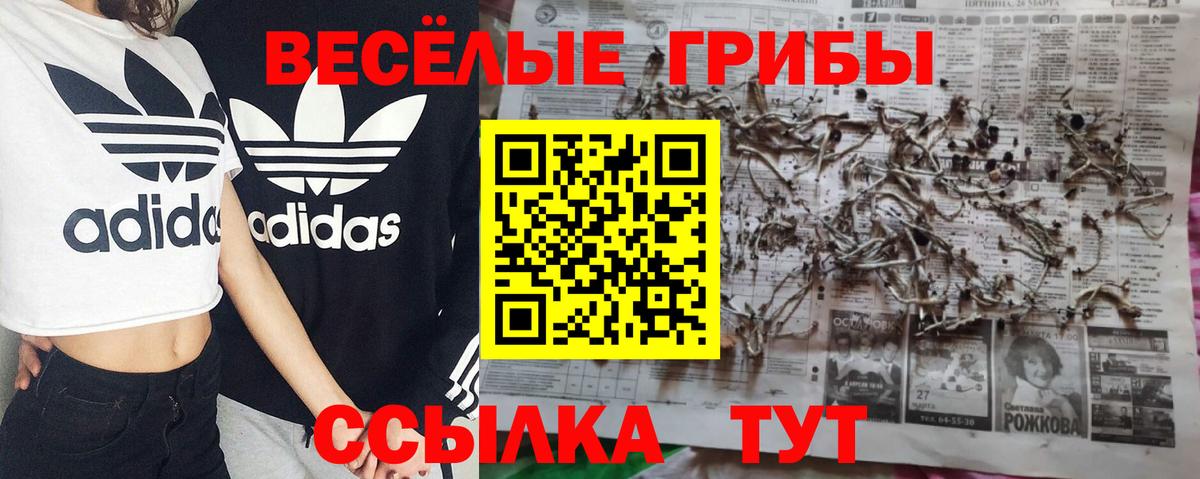 Псилоцибиновые грибы прущие грибы Камень-на-Оби